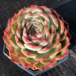 Echeveria Sasa – My Succulents – Mysucculents (7)