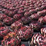 Echeveria Sasa – My Succulents – Mysucculents (7)