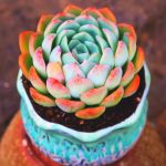 Echeveria Sasa – My Succulents – Mysucculents (7)