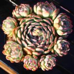 Echeveria Sasa – My Succulents – Mysucculents (7)