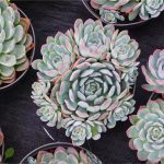 Echeveria Sasa – My Succulents – Mysucculents (7)