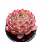 Echeveria Sasa – My Succulents – Mysucculents (7)