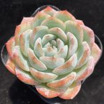 Echeveria Sasa – My Succulents – Mysucculents (7)