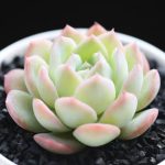 Echeveria Sasa – My Succulents – Mysucculents (7)