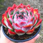 Echeveria Sasa – My Succulents – Mysucculents (7)
