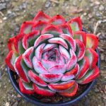 Echeveria Sasa – My Succulents – Mysucculents (7)