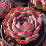 Echeveria Sasa – My Succulents – Mysucculents (7)