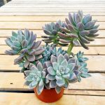 Graptopetalum Paraguayense Awayuki – My Succulents – Mysucculents (13)
