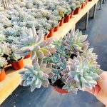 Graptopetalum Paraguayense Awayuki – My Succulents – Mysucculents (13)