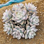 Graptopetalum Paraguayense Awayuki – My Succulents – Mysucculents (13)