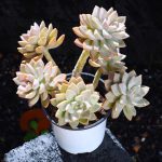 Graptopetalum Paraguayense Awayuki – My Succulents – Mysucculents (13)