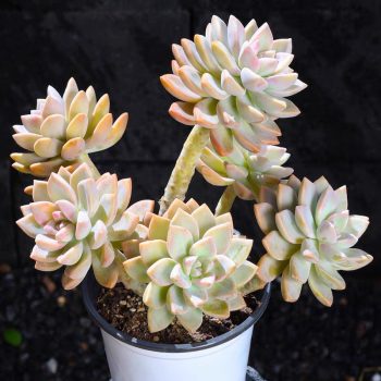 Graptopetalum Paraguayense Awayuki