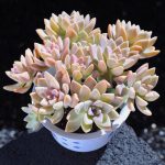 Graptopetalum Paraguayense Awayuki – My Succulents – Mysucculents (13)