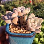 Graptopetalum Paraguayense Awayuki – My Succulents – Mysucculents (13)