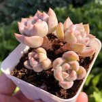 Graptopetalum Paraguayense Awayuki – My Succulents – Mysucculents (13)