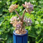Graptopetalum Paraguayense Awayuki – My Succulents – Mysucculents (13)