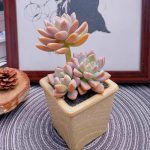 Graptopetalum Paraguayense Awayuki – My Succulents – Mysucculents (13)