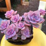 Graptopetalum Purple Delight – My Succulents – Mysucculents (3)
