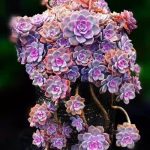 Graptopetalum Purple Delight – My Succulents – Mysucculents (3)