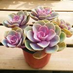 Graptopetalum Purple Delight – My Succulents – Mysucculents (3)