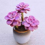 Graptopetalum Purple Delight – My Succulents – Mysucculents (3)