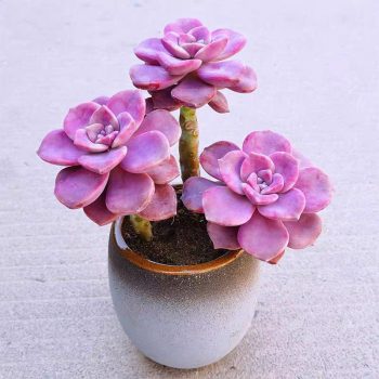 Graptopetalum Purple Delight