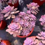 Graptopetalum Purple Delight – My Succulents – Mysucculents (3)