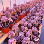 Graptopetalum Purple Delight – My Succulents – Mysucculents (3)