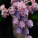 Graptopetalum Purple Delight – My Succulents – Mysucculents (3)