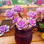Graptopetalum Purple Delight – My Succulents – Mysucculents (3)