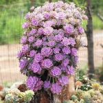 Graptopetalum Purple Delight – My Succulents – Mysucculents (3)