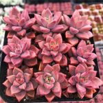 Graptosedum Bronze – My Succulents – Mysucculents (6)