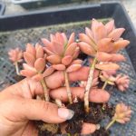 Graptosedum Bronze – My Succulents – Mysucculents (6)