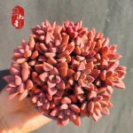 Graptosedum Bronze – My Succulents – Mysucculents (6)