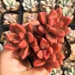 Graptosedum Bronze – My Succulents – Mysucculents (6)