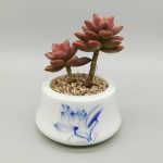 Graptosedum Bronze – My Succulents – Mysucculents (6)