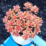 Graptosedum Bronze – My Succulents – Mysucculents (6)