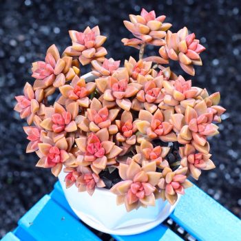Graptosedum Bronze