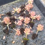 Graptosedum Bronze – My Succulents – Mysucculents (6)