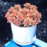 Graptosedum Bronze – My Succulents – Mysucculents (6)
