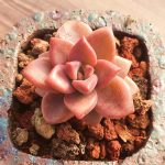 Graptosedum Bronze – My Succulents – Mysucculents (6)