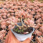 Graptosedum Francesco Baldi – My Succulents – Mysucculents (3)