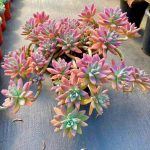 Graptosedum Francesco Baldi – My Succulents – Mysucculents (3)