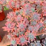 Graptosedum Francesco Baldi – My Succulents – Mysucculents (3)