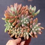 Graptosedum Francesco Baldi – My Succulents – Mysucculents (3)