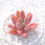 Graptosedum Francesco Baldi – My Succulents – Mysucculents (3)