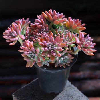 Graptosedum Francesco Baldi