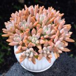 Graptosedum Francesco Baldi – My Succulents – Mysucculents (3)
