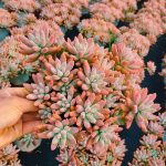 Graptosedum Francesco Baldi – My Succulents – Mysucculents (3)