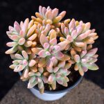 Graptosedum Francesco Baldi – My Succulents – Mysucculents (3)
